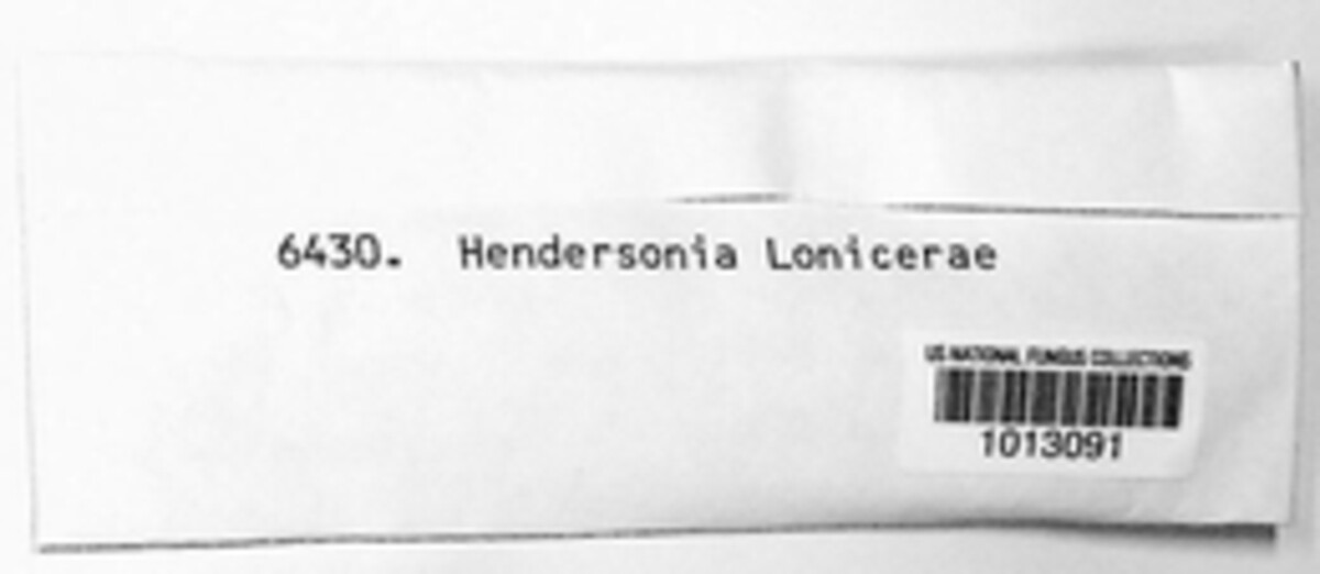 Seimatosporium lonicerae image